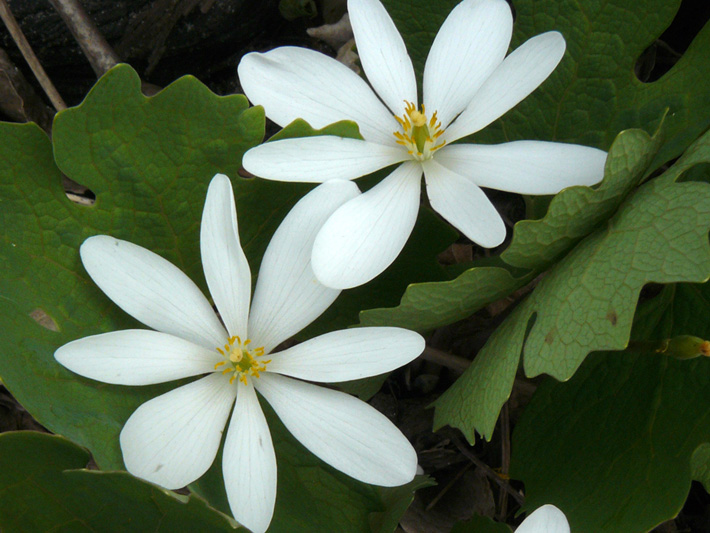 Bloodroot (Sanguinaria canadensis) : Flowers