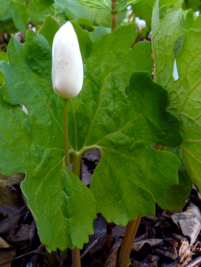 Sanguinaire du canada (Sanguinaria canadensis) Fleur en bouton