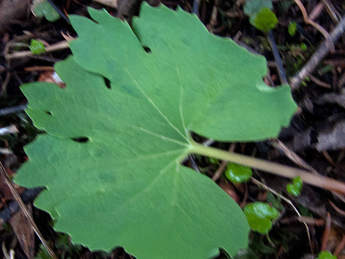 Bloodroot (Sanguinaria canadensis) : Leaf