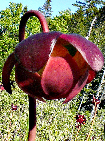 Northern pitcher plant (Sarracenia purpurea)