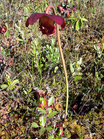 Northern pitcher plant (Sarracenia purpurea) : Flowering plant