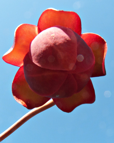 Northern pitcher plant (Sarracenia purpurea) : Flower seen from below
