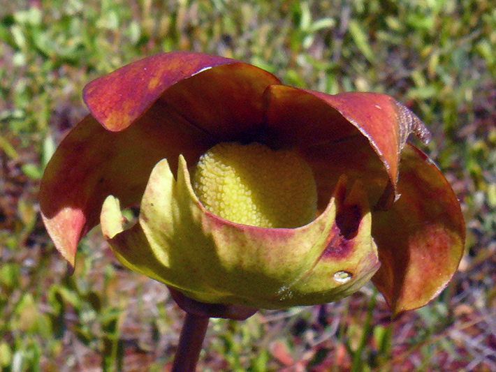 Northern pitcher plant (Sarracenia purpurea) : Flower