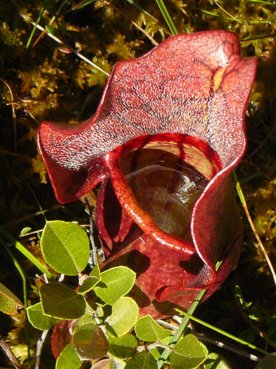 Northern pitcher plant (Sarracenia purpurea) : Phytotelmata