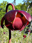 Northern pitcher plant : 1- Flower