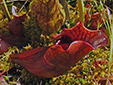 Northern pitcher plant : 10- Phytotelmatas