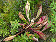 Northern pitcher plant : 11- Plant lacking water