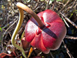 Northern pitcher plant : 5- Flower seen from above