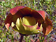 Northern pitcher plant : 8- Flower