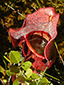 Northern pitcher plant : 9- Phytotelmata