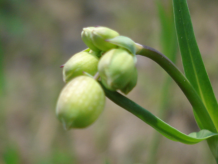 Bladder campion (Silene vulgaris) : Buds