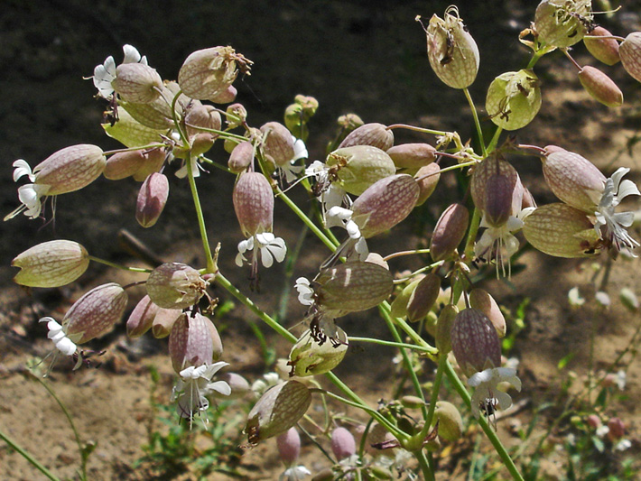 Bladder campion (Silene vulgaris) : Inflorescence