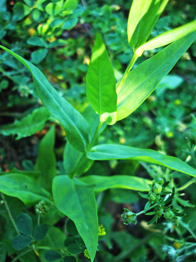 Bladder campion (Silene vulgaris) : Leaves