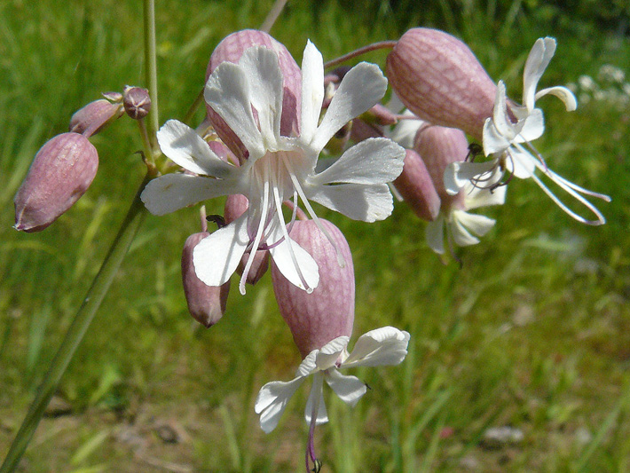 Bladder campion (Silene vulgaris) : Flowers