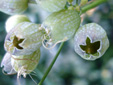 Bladder campion : 4- Young  fruits