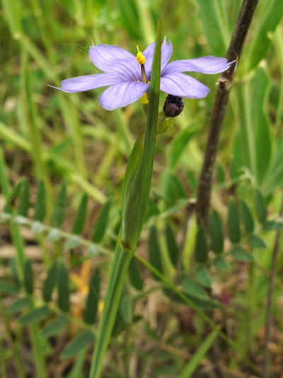 Strict blue-eyed grass (Sisyrinchium montanum) : Flowering plant