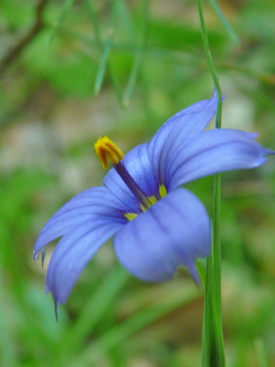 Strict blue-eyed grass (Sisyrinchium montanum) : Flower