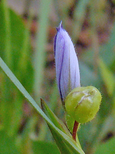Strict blue-eyed grass (Sisyrinchium montanum) : Bud and fruit