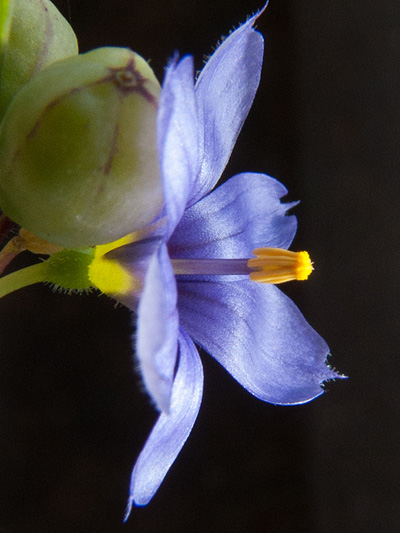 Strict blue-eyed grass (Sisyrinchium montanum) : Flower