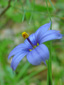Strict blue-eyed grass : 3- Flower