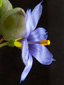 Strict blue-eyed grass : 6- Flower