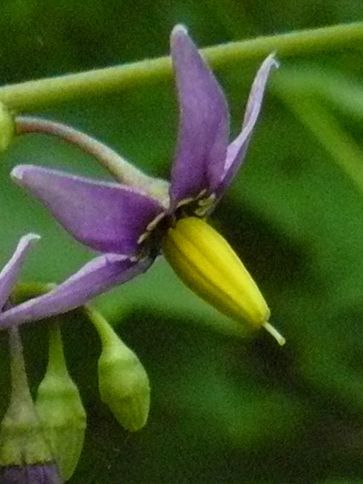 Bittersweet nightshade (Solanum dulcamara) : Flower