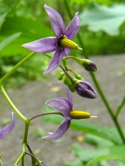 Bittersweet nightshade (Solanum dulcamara) : Flowers and buds