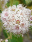 Broad-leaved meadowsweet : 1- Flowers