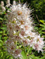 Broad-leaved meadowsweet : 6- Inflorescence