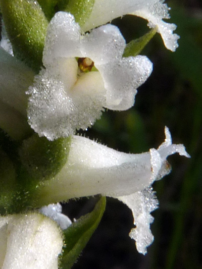 Nodding ladies'-tresses (Spiranthes cernua) : Flowers
