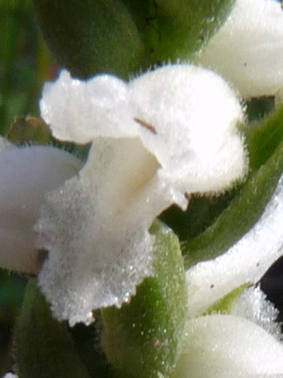 Nodding ladies'-tresses (Spiranthes cernua) : Flower
