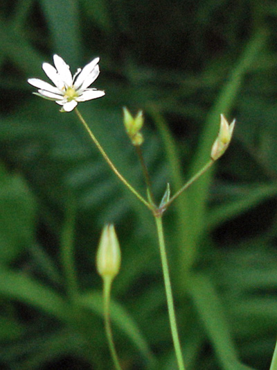 Grass-leaved starwort (Stellaria graminea)