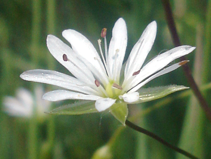 Grass-leaved starwort (Stellaria graminea) : Male flower