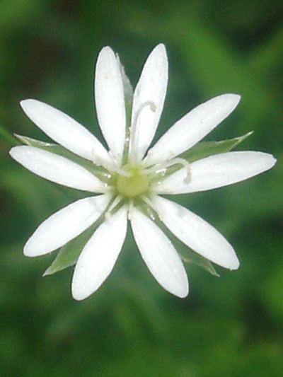 Grass-leaved starwort (Stellaria graminea) : Female flower