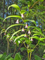 Rose twisted-stalk : 2- Flowering plant