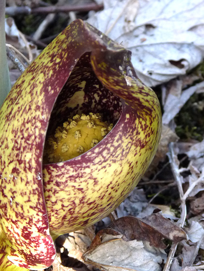 Eastern skunk cabbage (Symplocarpus foetidus) : Flower
