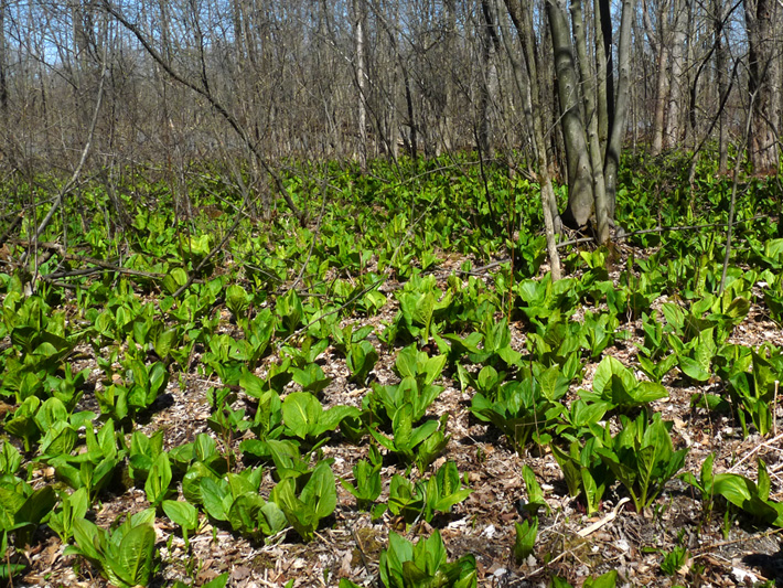 Eastern skunk cabbage (Symplocarpus foetidus) : Young leaves plants colony