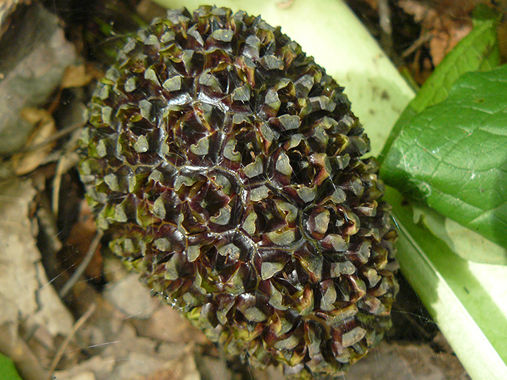 Eastern skunk cabbage (Symplocarpus foetidus) : Fruit