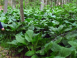 Eastern skunk cabbage : 7- Leaves at full size