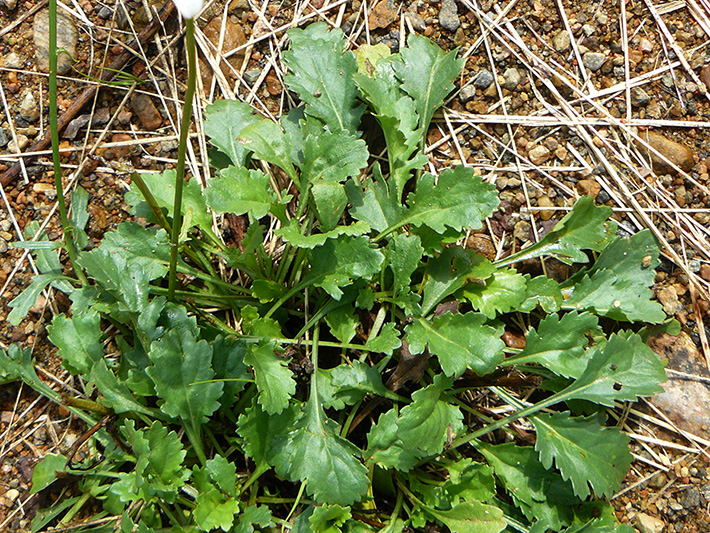 Common feverfew (Tanacetum parthenium) : Leaves