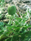 Common dandelion : 2- Bud