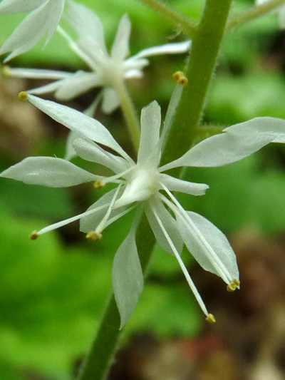 Heart-leaved foamflower (Tiarella cordifolia) : Flower