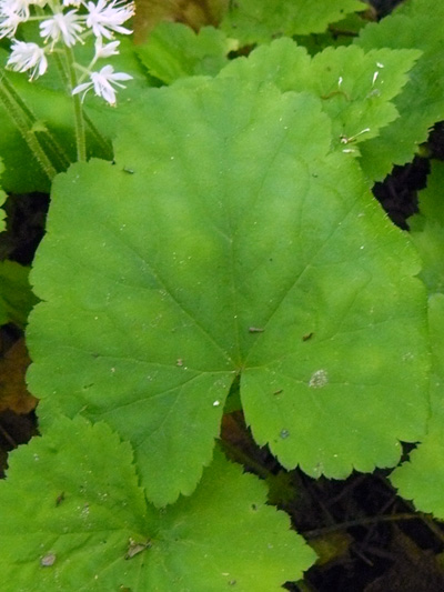 Heart-leaved foamflower (Tiarella cordifolia) : Leaf