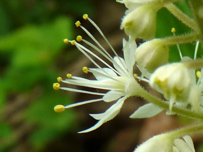 Heart-leaved foamflower (Tiarella cordifolia) : Flower with yellow anthers