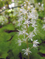 Heart-leaved foamflower : 1- Inflorescence