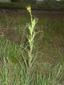 Meadow goatsbeard : 8- Closing flower plant