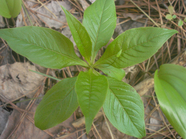Northern starflower (Trientalis borealis) : Bud
