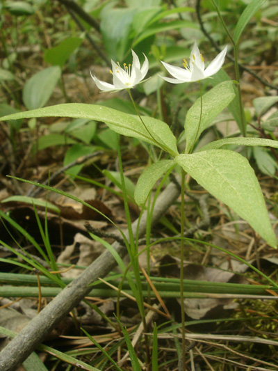 Northern starflower (Trientalis borealis) : Flowering plant