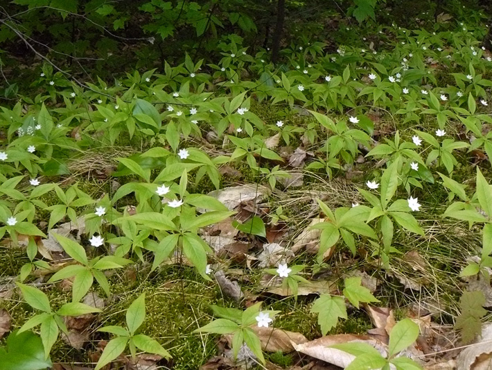 Northern starflower (Trientalis borealis) : Colony