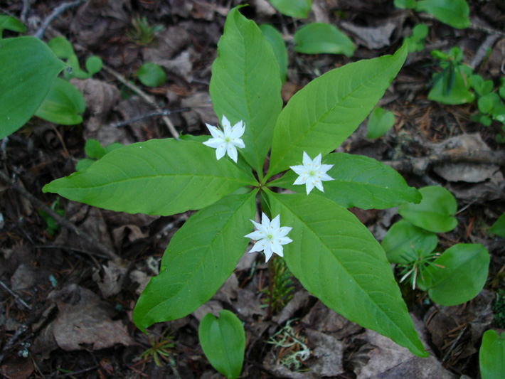 Northern starflower (Trientalis borealis) : Flowering plant